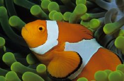 clownfish,wakatobi 2004,nikon f90x+105mm by Marco Wannenmacher 